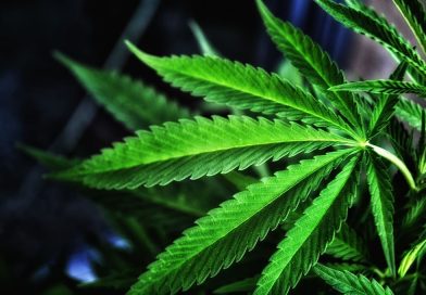 After Delaware Governor Vetoes Bill To Block Restrictive Marijuana Zoning Rules, Senator Says He 'Lied' About A Deal To Enact It