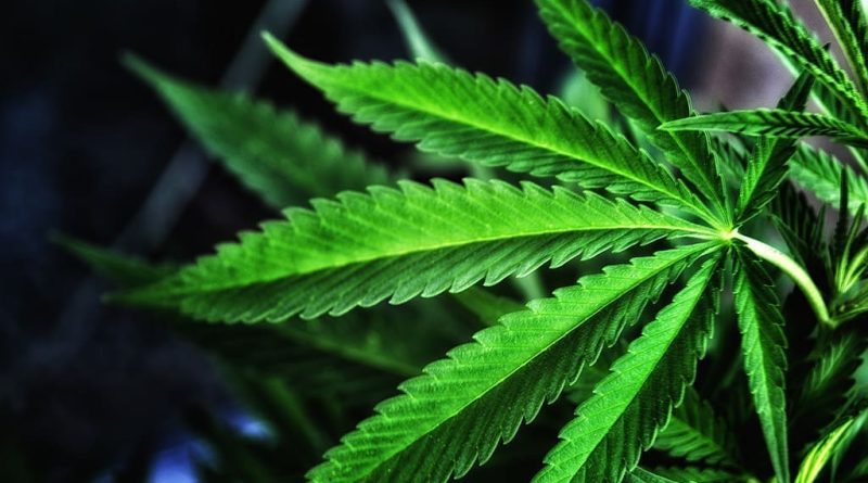 After Delaware Governor Vetoes Bill To Block Restrictive Marijuana Zoning Rules, Senator Says He 'Lied' About A Deal To Enact It