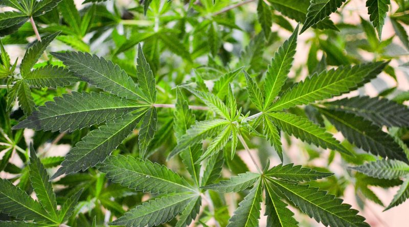 Bipartisan Pennsylvania Lawmakers Argue Over Strategy To Pass Marijuana Legalization Bill