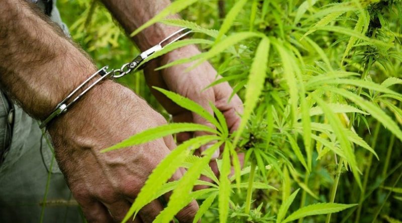 DEA Releases New Data On Marijuana Enforcement, Tracking 'Chinese Grows' For The First Time