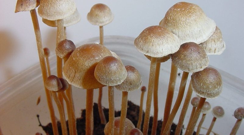 Military To Start Testing Service Members For The Psychedelic Psilocin, Memo Shows