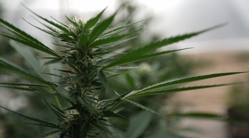 New GOP-led federal hemp regulation bill coming to Congress (Newsletter: August 27, 2025)