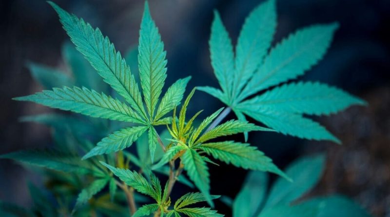 Oklahoma cannabis legalization campaign launches for 2026 ballot (Newsletter: August 7, 2025)