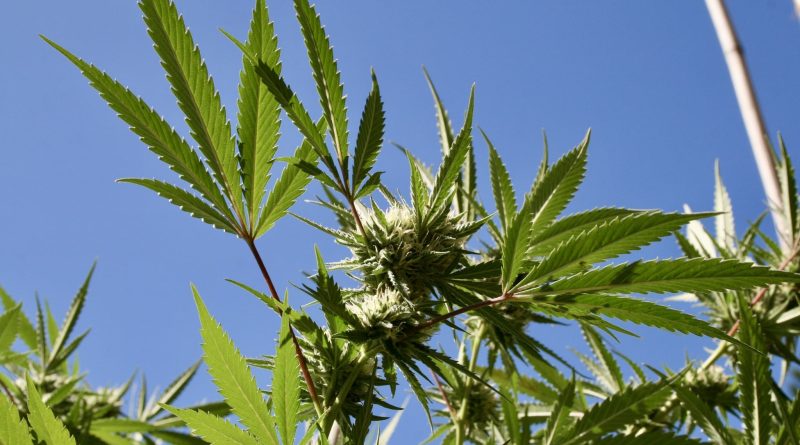Pennsylvania Governor Says He Won't 'Concede' On Marijuana Legalization Push Despite GOP Resistance