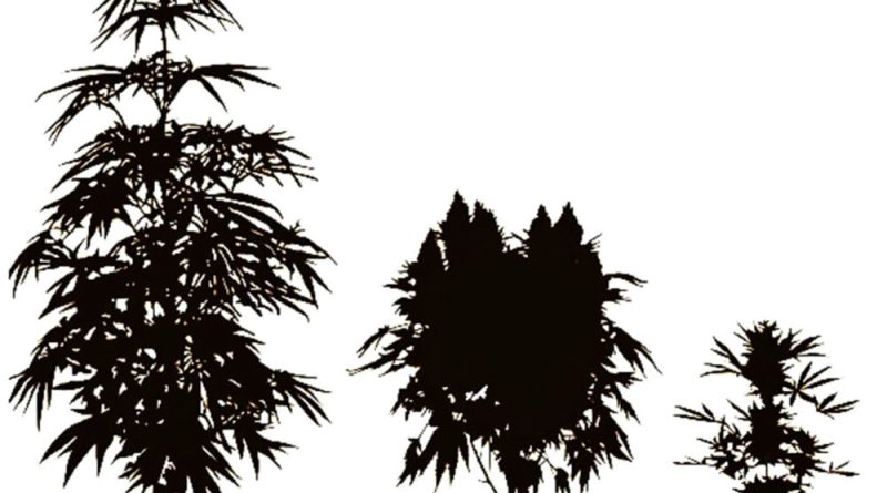 Species of Cannabis: Ruderalis and Hybrids