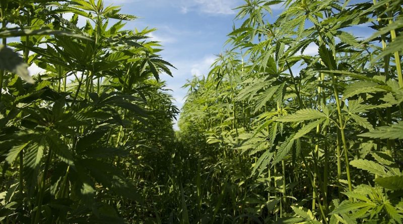 Texas Bills To Ban Consumable Hemp Products With THC Stall Out During Special Session