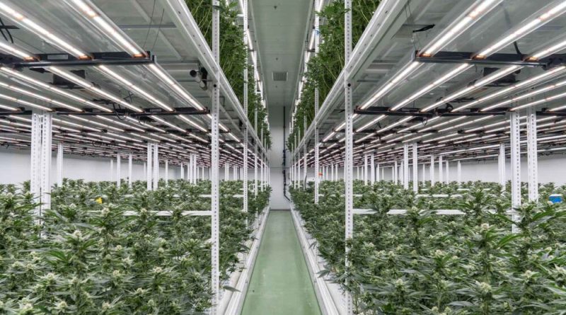 Trichome Israel: Inside Job | Cannabis Now