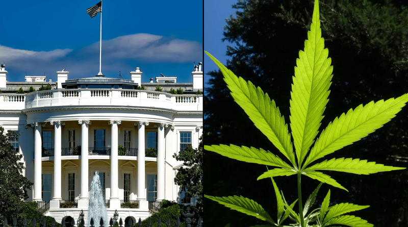 Trump Should Reschedule Cannabis On The Way To Fully Descheduling It, Roger Stone Says (Op-Ed)