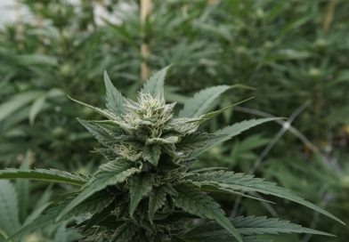 Trump advisor pushes cannabis rescheduling as step toward legalization (Newsletter: August 29, 2025)