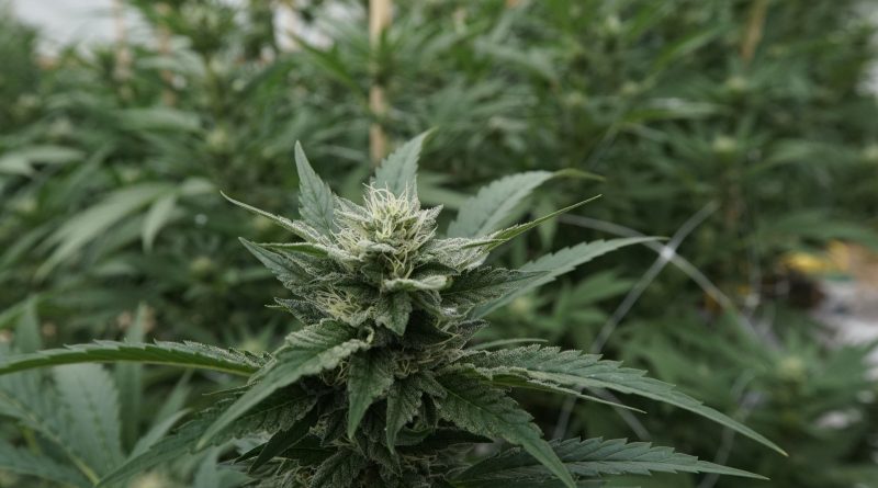 Trump advisor pushes cannabis rescheduling as step toward legalization (Newsletter: August 29, 2025)