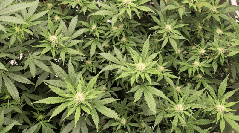 As New Texas Medical Marijuana Expansion Takes Effect, Poll Shows 91% Of Consumers Say Cannabis Effectively Treats Chronic Pain