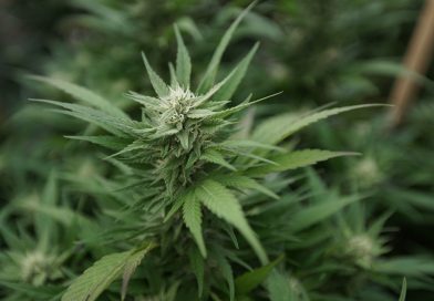 Congressional Republicans target cannabis expungements law in DC (Newsletter: September 9, 2025)