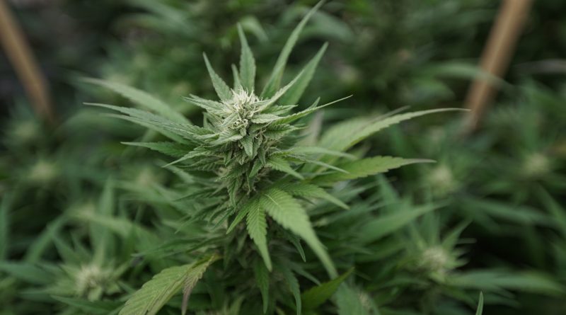 Congressional Republicans target cannabis expungements law in DC (Newsletter: September 9, 2025)
