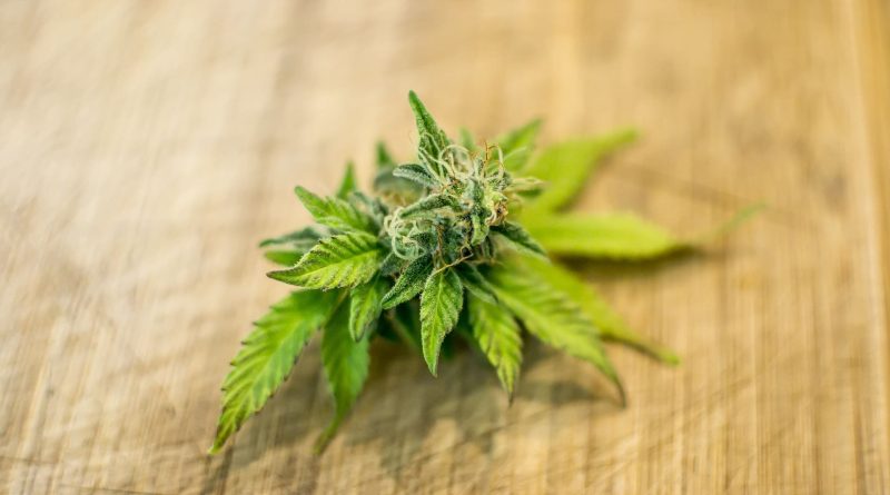 Congressional marijuana & hemp amendments to military bill (Newsletter: September 4, 2025)