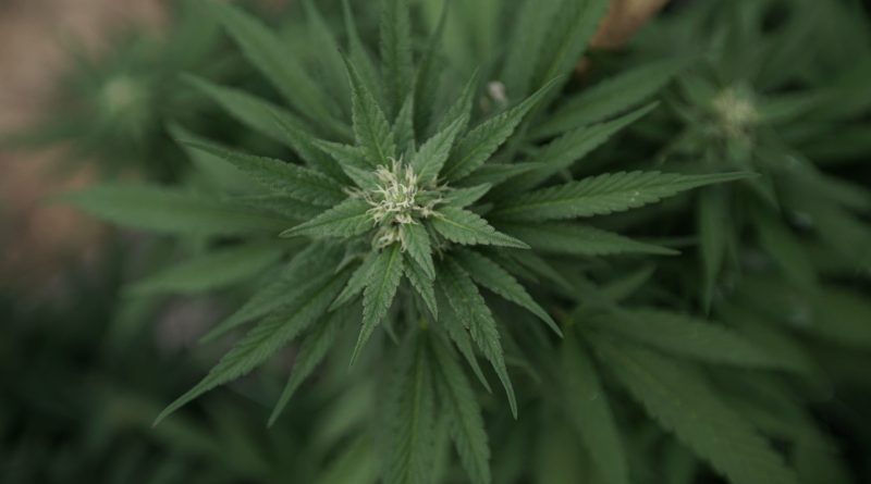Federal Transportation Department To Update Marijuana Terminology Around THC To 'Harmonize' With Health Agency
