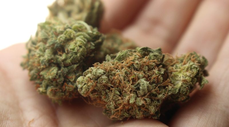 Federal cannabis legalization bill filed in Congress (Newsletter: September 1, 2025)