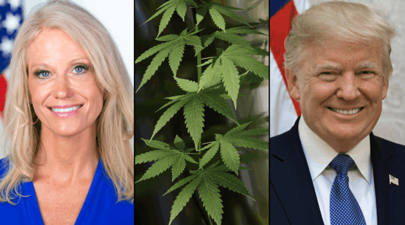 Former Trump Advisor Kellyanne Conway Is The 'Biggest Champion' Of Marijuana Rescheduling In President's 'Inner Circle,' GOP Congressman Says