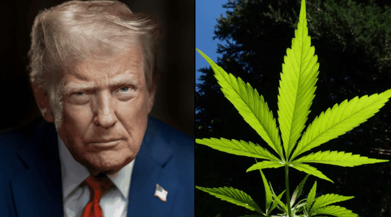 Former Trump Cabinet Official Claims Marijuana Rescheduling Would 'Worsen The Crisis' Of Crime