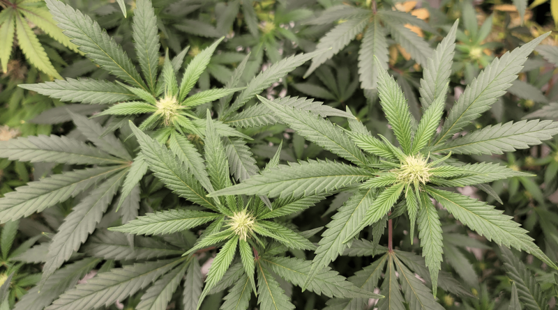 Massachusetts Lawmakers Approve Bills To Protect Marijuana Users From Employment Discrimination And Expand Medical Cannabis Program