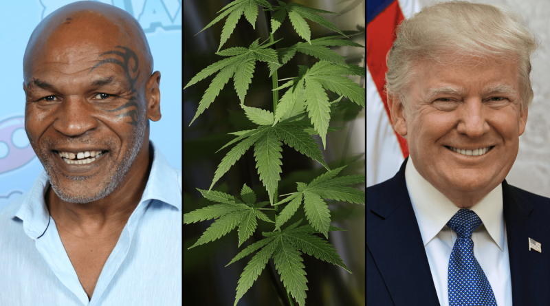 Mike Tyson Expects 'Good News' On Marijuana Rescheduling, He Says On Podcast Hosted By Top Trump Official's Wife