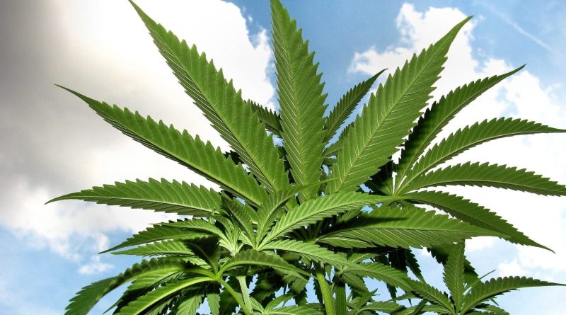 Minnesota Lawmakers' Poll Shows Support For Letting Cities Ban Marijuana Businesses