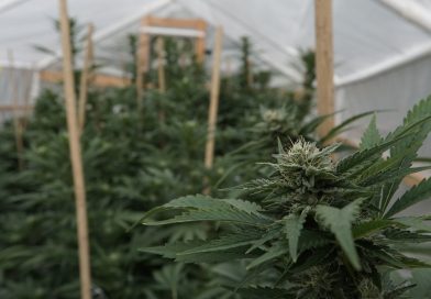 Nebraska Governor Pushes Officials To Enact Medical Marijuana Cultivation Cap