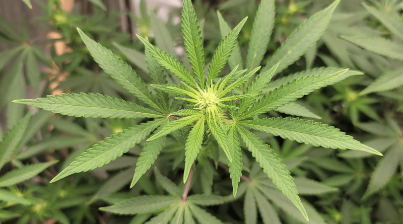 Pennsylvania Lawmakers Should Stop Filing New Marijuana Legalization Bills And Instead Build 'Consensus,' Governor's Office Says
