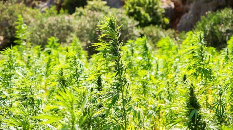 Texas Hemp Businesses Celebrate Lawmakers' Failure To Pass THC Product Ban