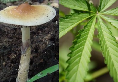 Trump Admin Could Be 'Revolutionary' In Advancing Marijuana And Psychedelics Reform, Democratic Congressman Says