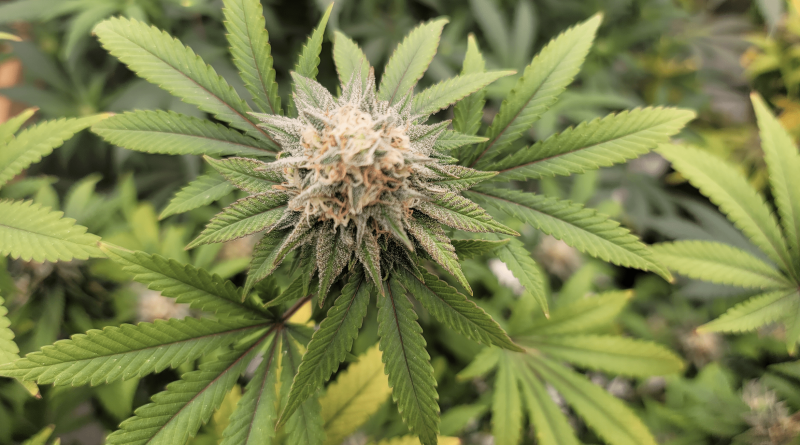 USDA undervalues hemp crop values, analysis says (Newsletter: September 2, 2025)