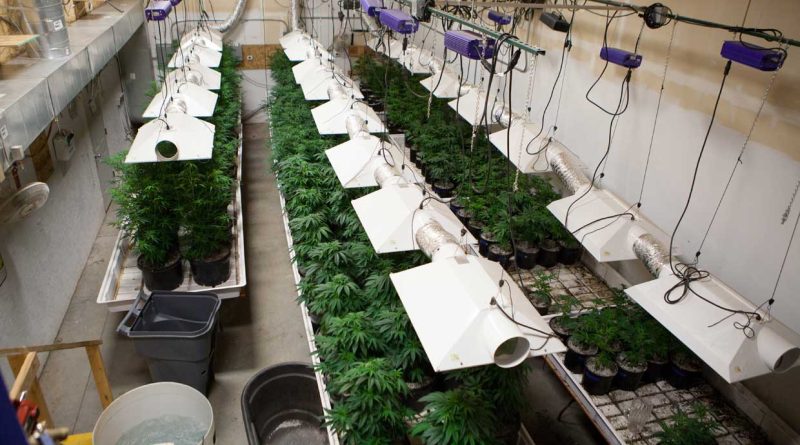 What’s pH?: Understanding and Measuring pH in Your Grow Room